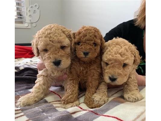 PoulaTo: Poodle apricot mini - Κανίς βερυκοκί μίνι